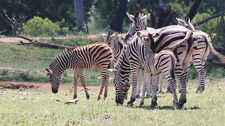 Zebra Babies!