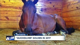 Golden horse