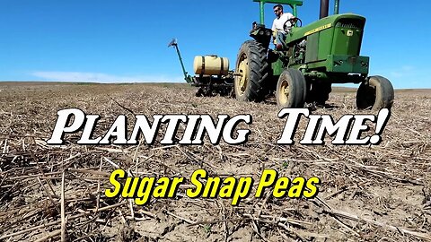 First Planting of the Season | Sugar Snap Peas and changing Out Greenhouse plastic- Vlog 11