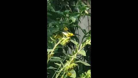 Goldfinches Feeding On Sunflowers