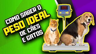 Como saber se o Cão ou Gato estão no peso ideal? | Dr. Edgard Gomes | Alimentação natural para Cães