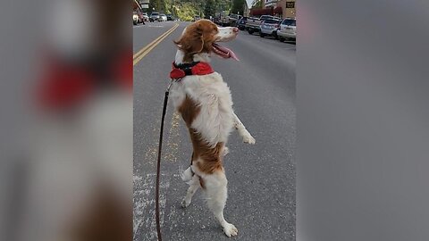 Meet Dexter, the 8-year-old Brittany who walks everywhere on two legs.…