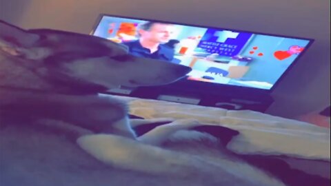 Owner annoys Husky while he is watching TV