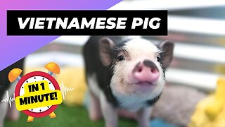 Vietnamese Pot-Bellied Pig - In 1 Minute! 🐷 An Alternative Animal To Have As A Pet | 1MinuteAnimals