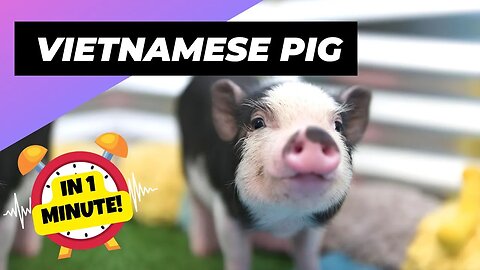 Vietnamese Pot-Bellied Pig - In 1 Minute! 🐷 An Alternative Animal To Have As A Pet | 1MinuteAnimals