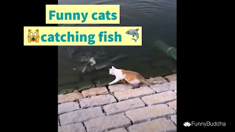 Funny Cat 🙀 Catching Fish 🦈 Hilarious 🤣