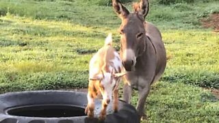 Baby goat and miniature donkey share adorable friendship!