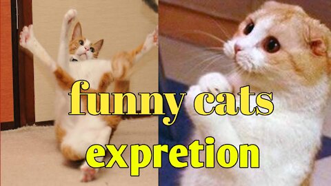 Funny cats 🐱 funny face expretion