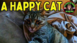 08-06-23 | A Happy Cat | The Lads Camp Vlog-001