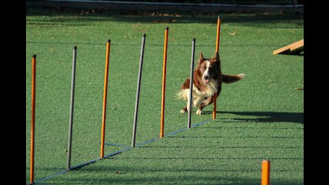 Dog Training 101 with easy simple tricks