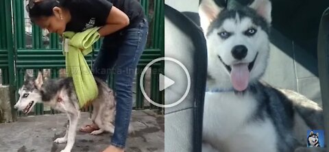 Husky save by dog lover watch until the end