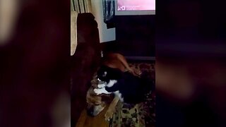 Cat Massages Dog Friend