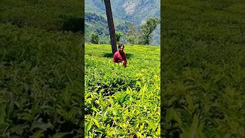 View of tea garden and speciality of tea garden,#shorts,#tourvlog,#teagarden,#youtubevideo,#ytshorts