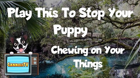 Play this to Stop Your Puppy from Chewing on Your things!