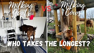 Which is Easier? Milking Goats Vs Milking Cows