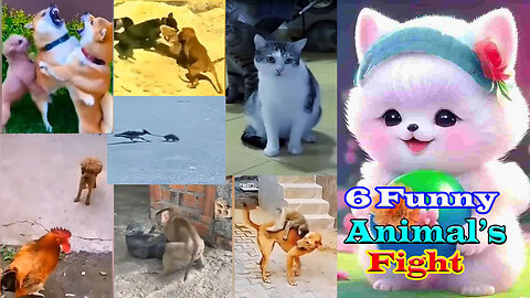 6 Funny Animal's Fight