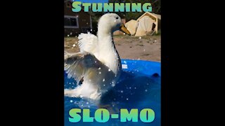 Stunning: Giant Ducks Take a Bath, in Super Slo-mo