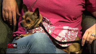 Meet our 23ABC Pet of the Week, Kiwi!