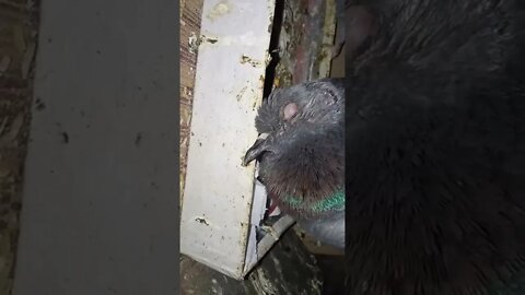 😢 कबूतर 🕊️ कुछ नहीं खा रहा है। बीमार है। #shorts #kabutar #pigeon #viral #viralvideo