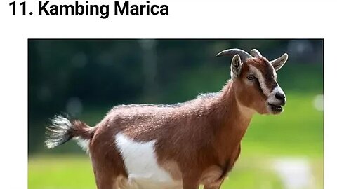 KAMBING MARICA