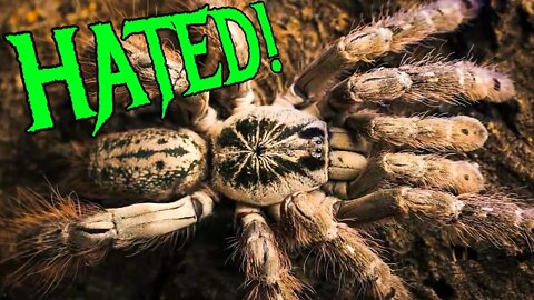 Top 5 MOST HATED Tarantulas!