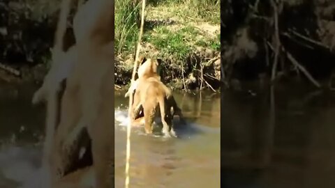 Lioness Crossing A River With Prey In Her Mouth #shorts