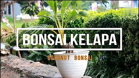 How to make a coconut bonsai