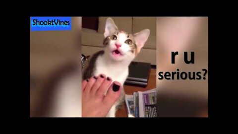 Funny cats reactions to their owñers smelly feet.