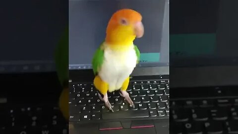 Parakeet learns to Troll #shorts