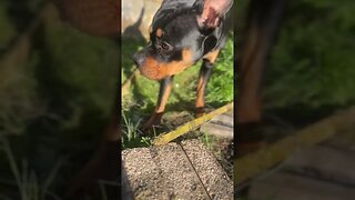 Cute dog goes for a walk V2 #shorts #short #subscribe #like #share