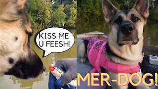 Dogs First Boat Ride | So Many New Experiences 💜 (funny)