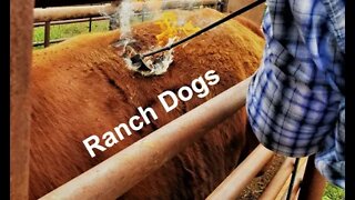 Livestock DOGS | Using Dogs on the Ranch | Ranch Dogs (In the Chute - Round 104)