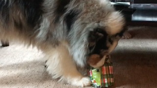 Dog opens Christmas gift and immediately plays with it!