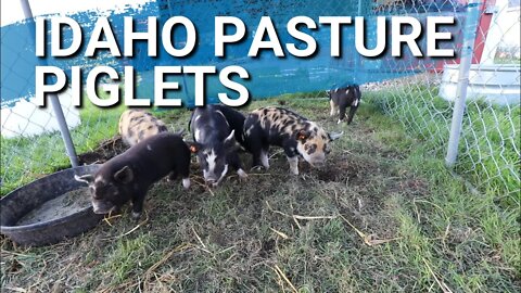 Welcome Home Piglets! | Getting Our Idaho Pasture Pigs on Pasture. Not Enough Time For All The Work.