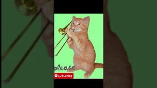 Cat Plying happy birthday to you #shorts s