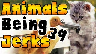 Animals Being Jerks #39