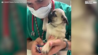 Veterinário recebe carinho dos seus pacientes