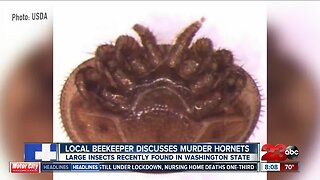 Local beekeeper not concerned about reports of "Murder Hornets" in U.S.