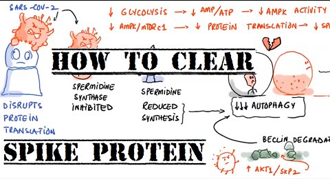 All About Autophagy and Clearing Spike Protein: FLCCC Weekly Update (July 13, 2022)