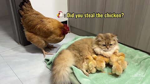 Funny cat and chickens 😅