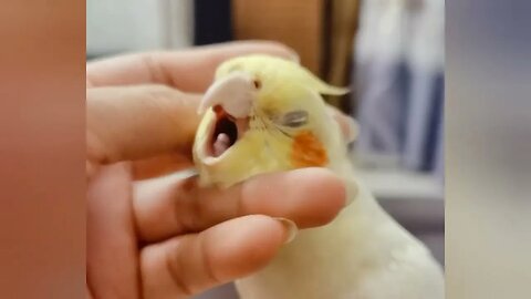 Cockatiels Craze: Discover the Hilarious World of These Feathered Comedians