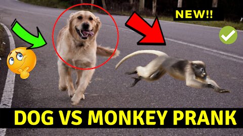 Dog and monkey real Prank.2021.Amazing funny video