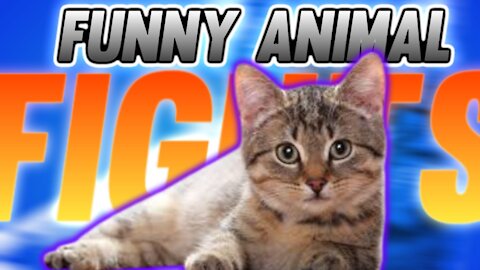 Funny Animals in the world. Very funny video. Funny Cat Fight.