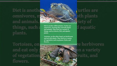 What's the Difference? Turtles vs. Tortoises 🐢 #turtles #tortoise #shorts #reptiles