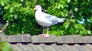 IECV NV #458 - 👀 Seagull On Top Of The Neighbor's Tile Roof 🐦8-10-2017