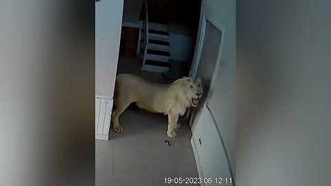 Rescued Albino lion paws at caretakers bedroom door