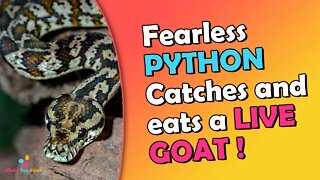 Fearless Python Catches and Eats a Domesticated Goat