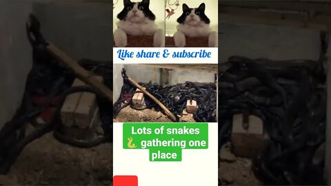 Lot's of snakes 🐍 gathering of one place,2022,#shorts #youtubeshorts