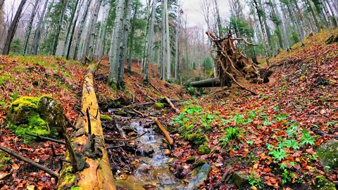 Autumn rain by a soothing bubbling brook in a secluded forest