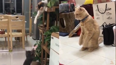 Cat Comedy Video Cat Funny video Part16 #CatShort #CatVideo